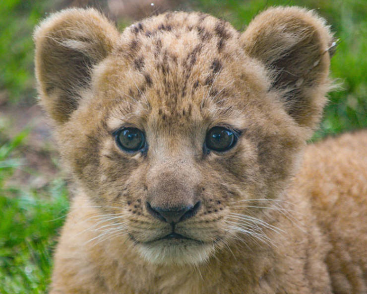 Meet The Adorable Model Behind Baby Simba From The New “Lion King”