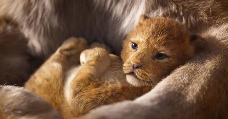 Meet The Adorable Model Behind Baby Simba From The New “Lion King”