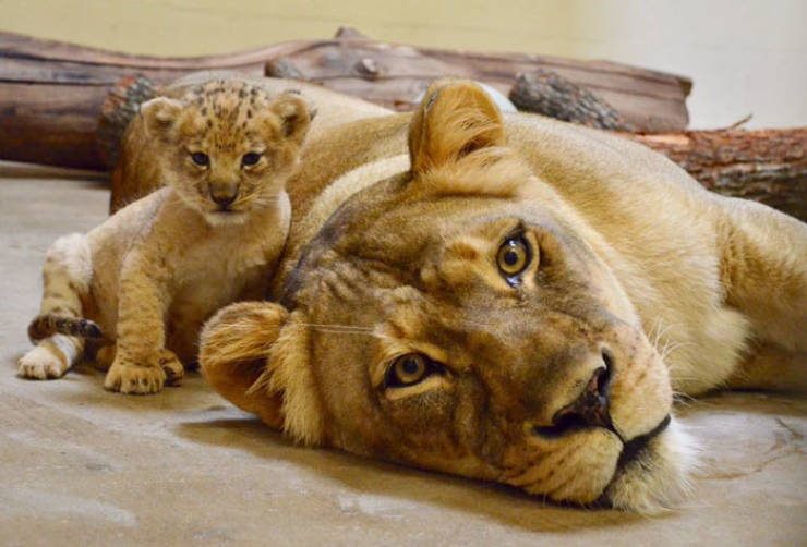 Meet The Adorable Model Behind Baby Simba From The New “Lion King”