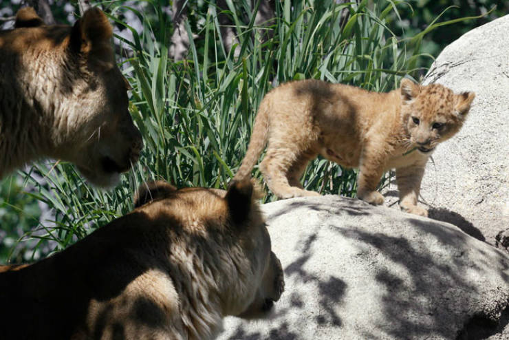 Meet The Adorable Model Behind Baby Simba From The New “Lion King”