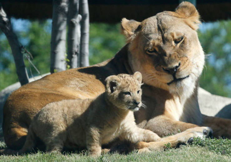 Meet The Adorable Model Behind Baby Simba From The New “Lion King”