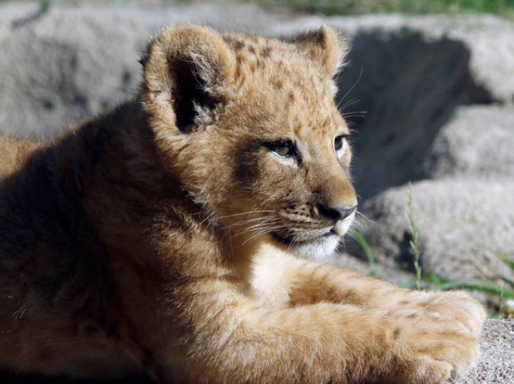 Meet The Adorable Model Behind Baby Simba From The New “Lion King”