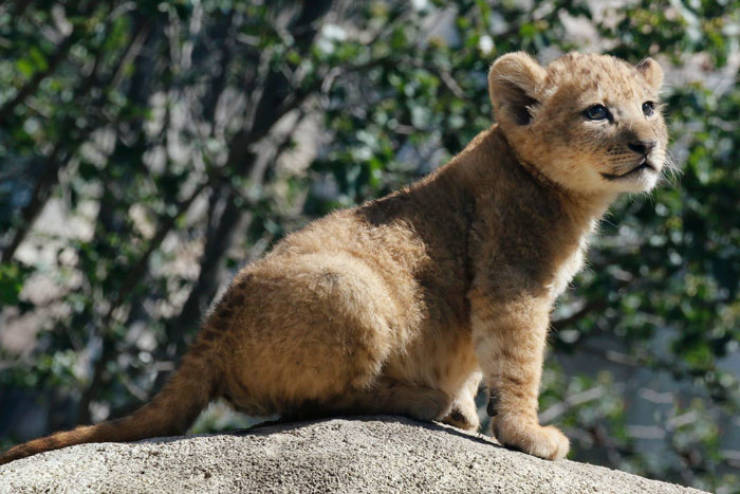 Meet The Adorable Model Behind Baby Simba From The New “Lion King”