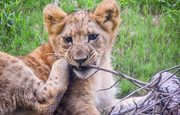 Meet The Adorable Model Behind Baby Simba From The New “Lion King”