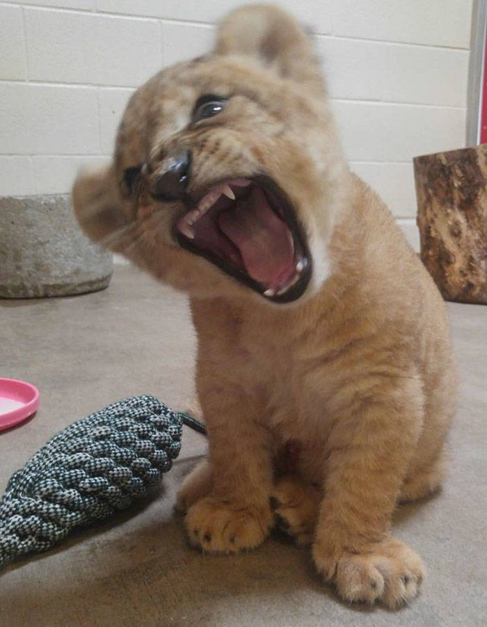 Meet The Adorable Model Behind Baby Simba From The New “Lion King”