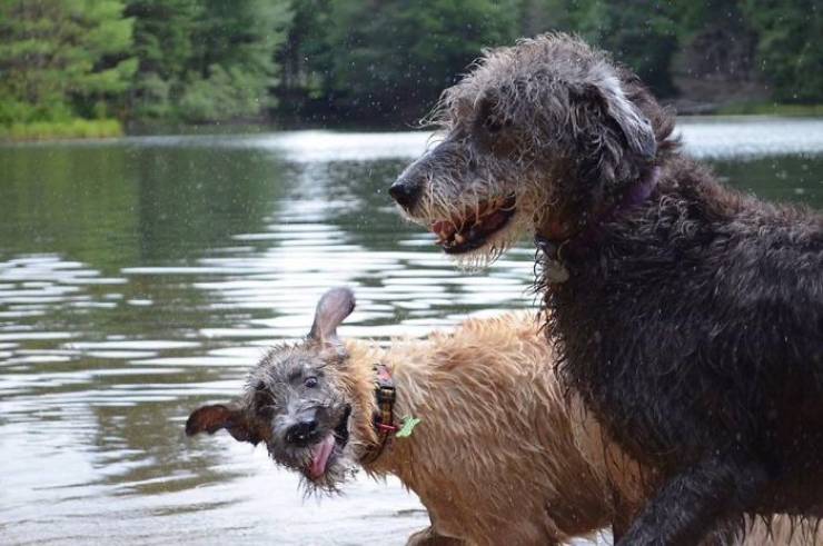 Yeah, Irish Wolfhounds Are Pretty LARGE