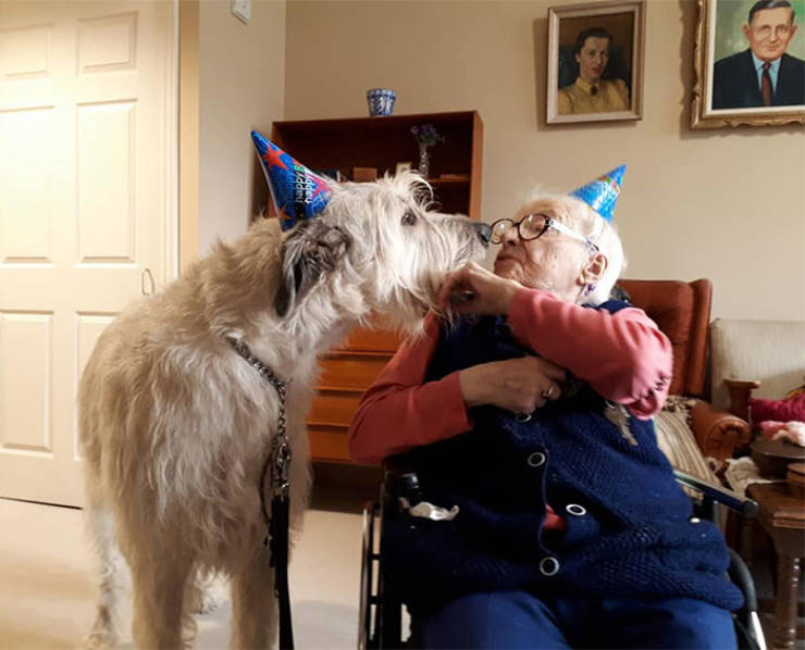 Yeah, Irish Wolfhounds Are Pretty LARGE