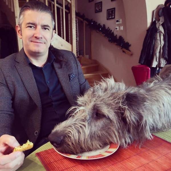 Yeah, Irish Wolfhounds Are Pretty LARGE