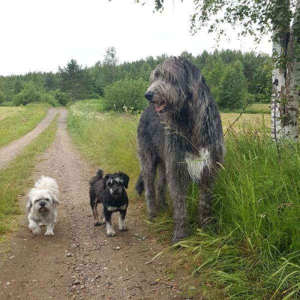 Yeah, Irish Wolfhounds Are Pretty LARGE