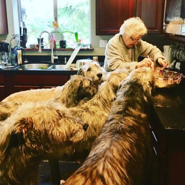 Yeah, Irish Wolfhounds Are Pretty LARGE