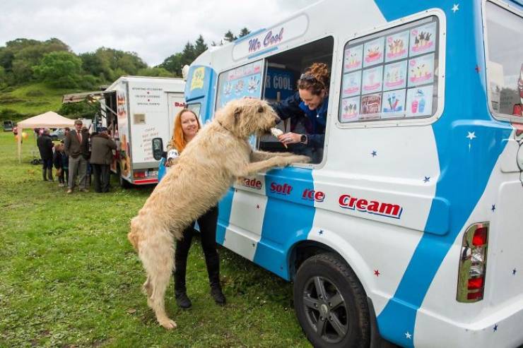 Yeah, Irish Wolfhounds Are Pretty LARGE