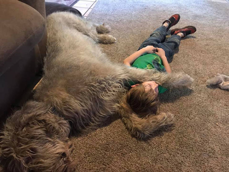 Yeah, Irish Wolfhounds Are Pretty LARGE