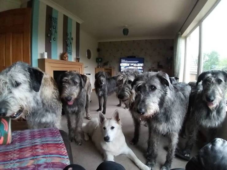 Yeah, Irish Wolfhounds Are Pretty LARGE