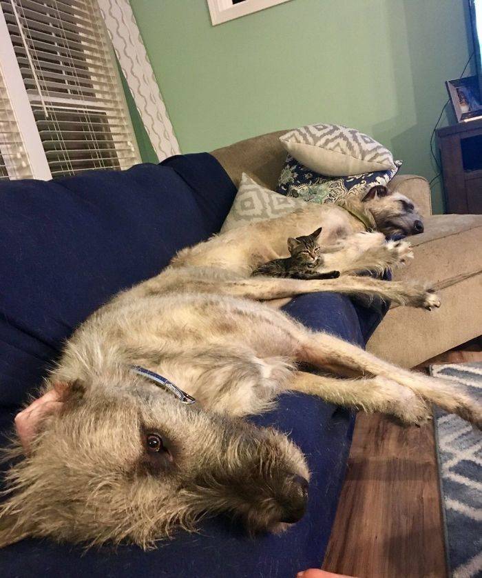 Yeah, Irish Wolfhounds Are Pretty LARGE