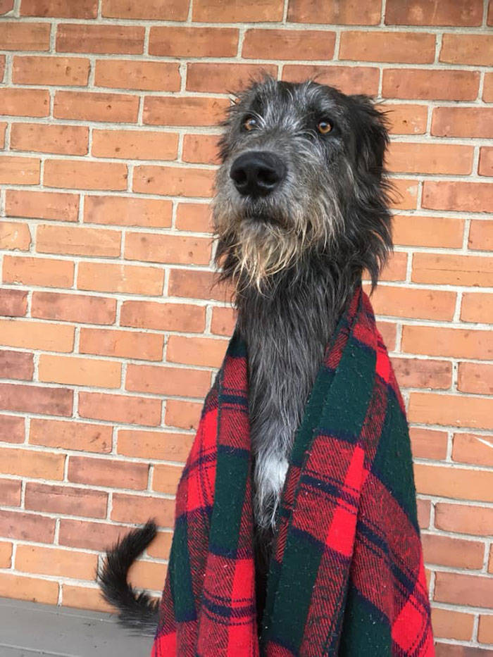 Yeah, Irish Wolfhounds Are Pretty LARGE