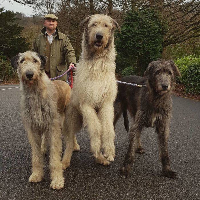 Yeah, Irish Wolfhounds Are Pretty LARGE