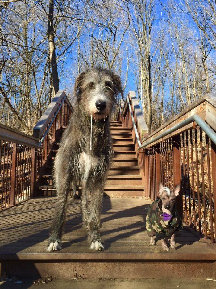 Yeah, Irish Wolfhounds Are Pretty LARGE