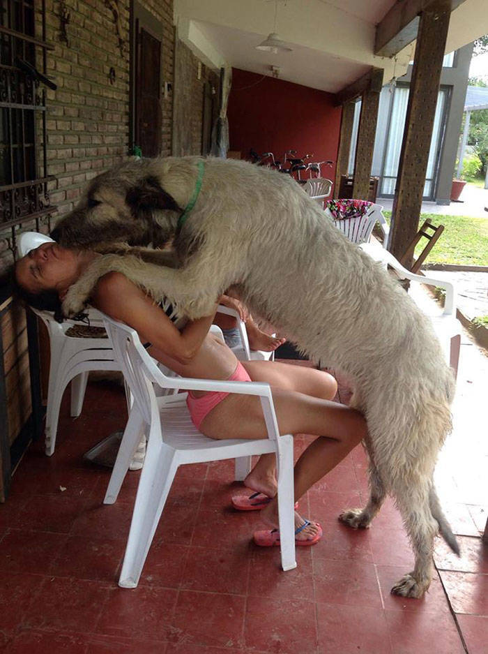 Yeah, Irish Wolfhounds Are Pretty LARGE