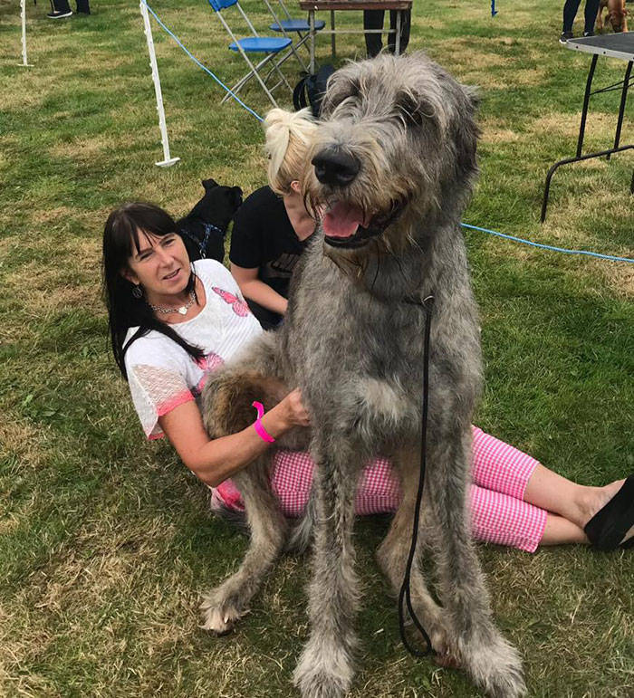 Yeah, Irish Wolfhounds Are Pretty LARGE