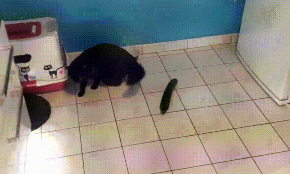 Cats Don’t Seem To Like Cucumbers