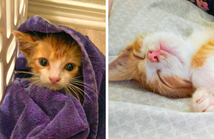 Shelter Animals That Are Much Happier At Home