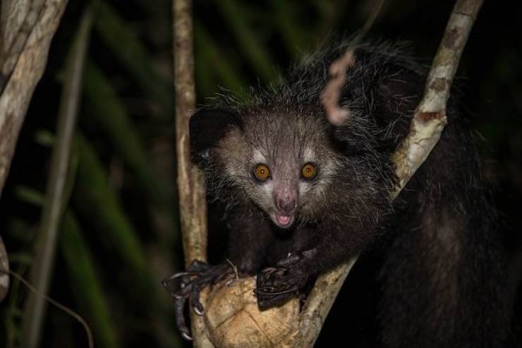 Madagascar Is Full Of Very Unique Animals