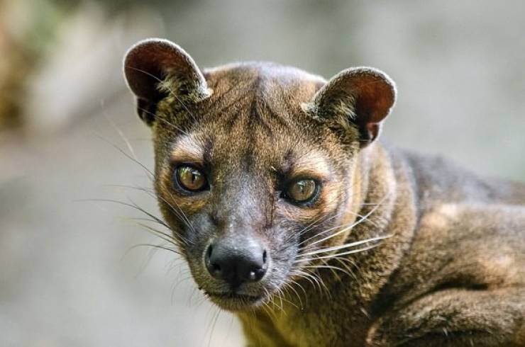 Madagascar Is Full Of Very Unique Animals