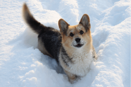 Dog s Tail Is An Extremely Versatile Communicator 11 Gifs Izismile