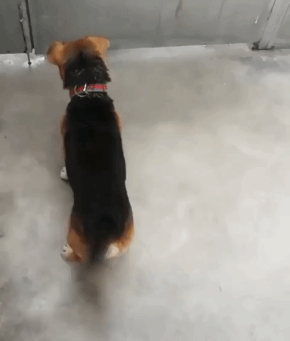 Puppy Wagging Tail Gif - Noboru Wallpaper