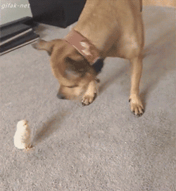 Dog’s Tail Is An Extremely Versatile Communicator