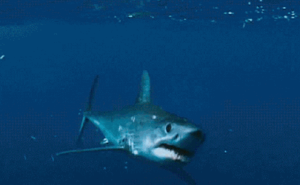 Don’t Get Eaten By These Shark Week Facts