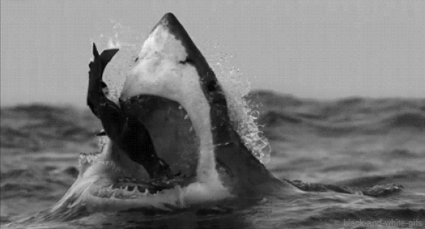 Don’t Get Eaten By These Shark Week Facts