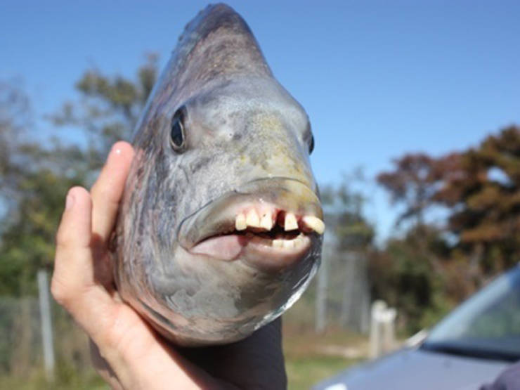 These Sheepshead Fish With Human Teeth Are The Stuff Of ...