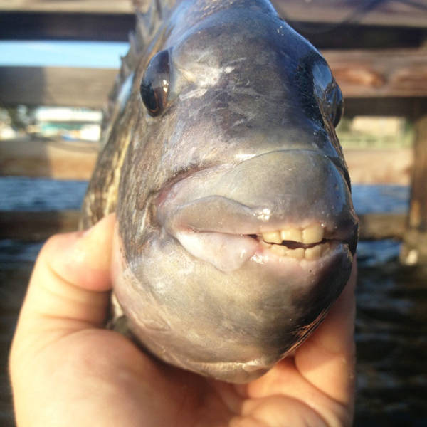 These Sheepshead Fish With Human Teeth Are The Stuff Of Nightmares