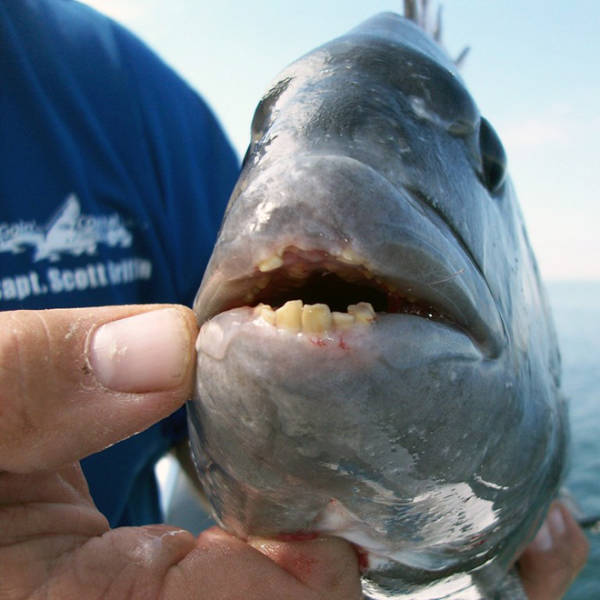 These Sheepshead Fish With Human Teeth Are The Stuff Of