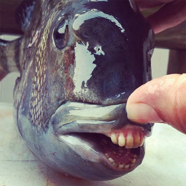 These Sheepshead Fish With Human Teeth Are The Stuff Of Nightmares