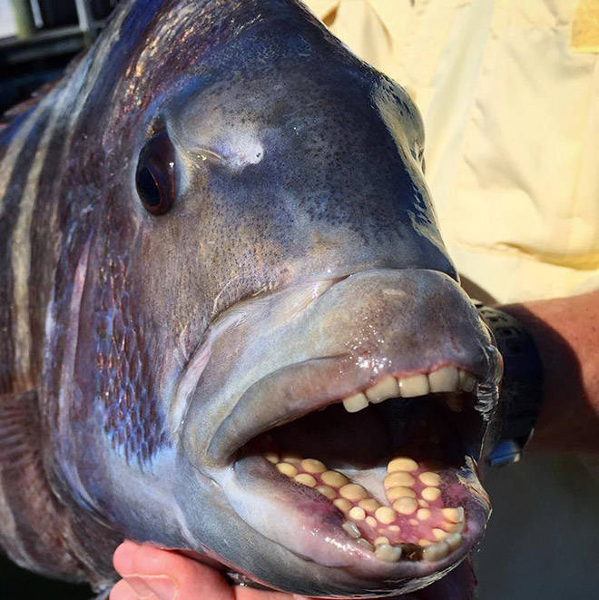 These Sheepshead Fish With Human Teeth Are The Stuff Of