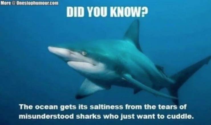 Take A Bite Out Of These Juicy Shark Week Memes
