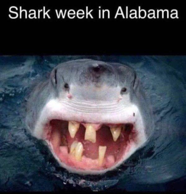 Take A Bite Out Of These Juicy Shark Week Memes (28 pics ...
