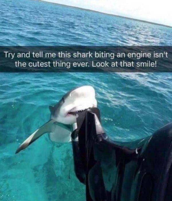 Take A Bite Out Of These Juicy Shark Week Memes (28 pics + 1 gif ...