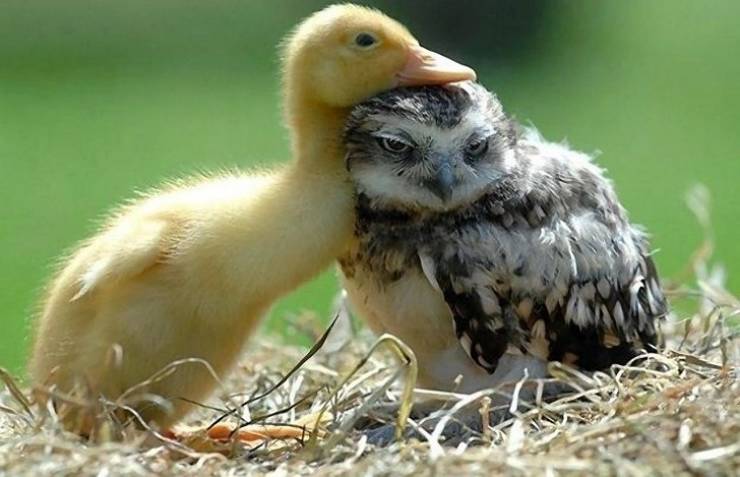 Animals Can Teach Us A Lot About Friendship