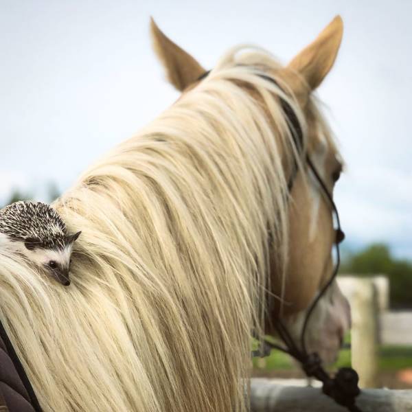Animals Can Teach Us A Lot About Friendship