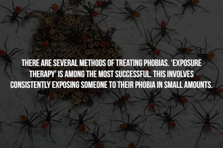 Terrifying Facts About Phobias