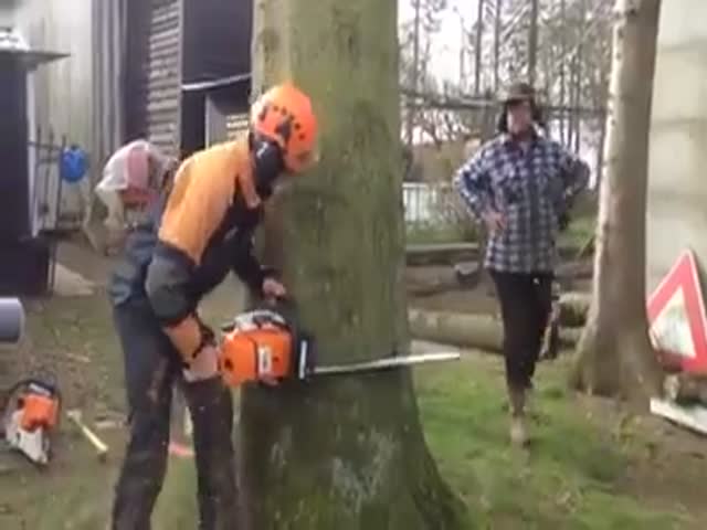 How To Cut A Big Tree