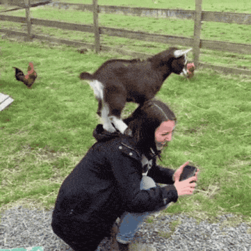 Goats Are The Maestros Of Parkour