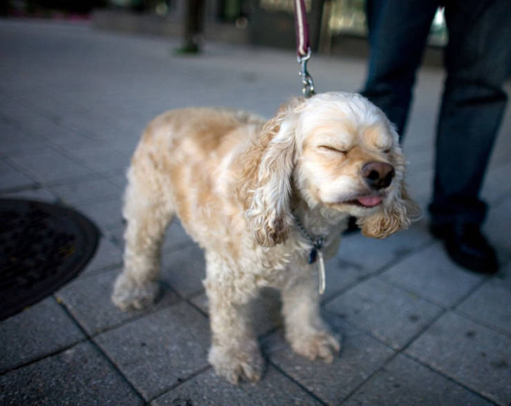 Hey, Dog, Are You Sneezing Right Now?