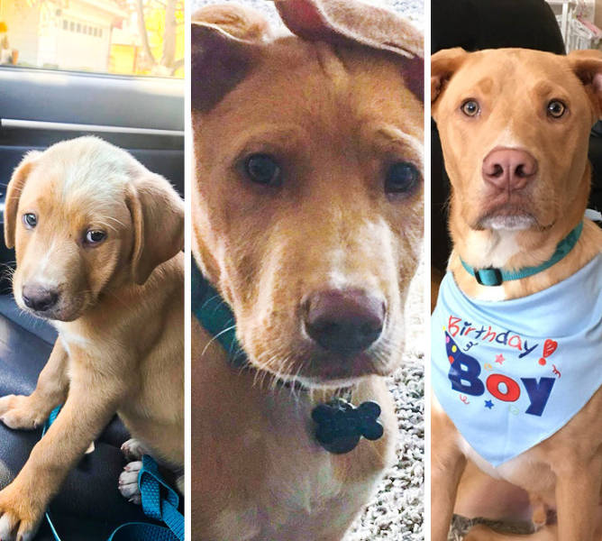 Pets Just Can’t Stop Being Adorable