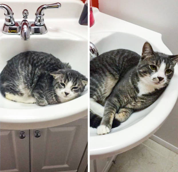 Pets Just Can’t Stop Being Adorable