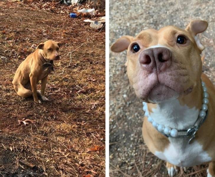 Pets Just Can’t Stop Being Adorable