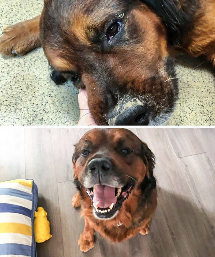 Pets Just Can’t Stop Being Adorable